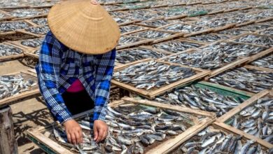 Salah Satu Metode Pengolahan Hasil Samping Ikan dan Daging Menjadi Produk Non Pangan Adalah